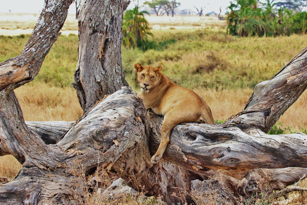 Lionne sur son arbre dans le Parc National du Serengeti